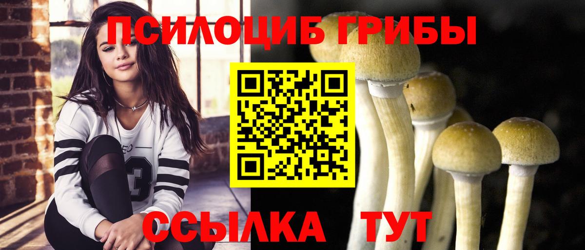 Россия  Псилоцибиновые грибы Psilocybe  Вход с VPN 